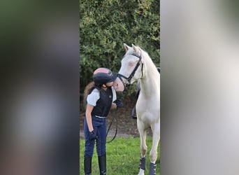 Niemiecki kuc wierzchowy, Wałach, 4 lat, 145 cm, Cremello