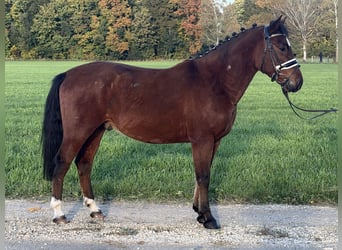 Niemiecki kuc wierzchowy Mix, Wałach, 4 lat, 145 cm, Gniada