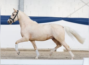 Niemiecki kuc wierzchowy, Wałach, 4 lat, 145 cm, Izabelowata