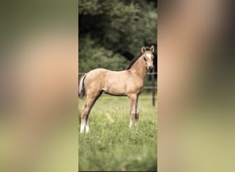 Niemiecki kuc wierzchowy, Wałach, 4 lat, 146 cm, Bułana