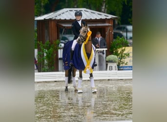 Niemiecki kuc wierzchowy, Wałach, 4 lat, 146 cm, Jelenia