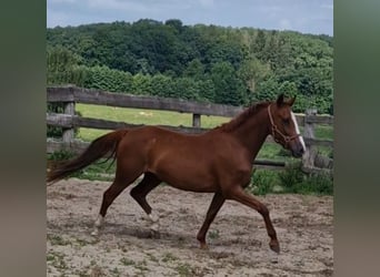 Niemiecki kuc wierzchowy, Wałach, 4 lat, 146 cm, Kasztanowata