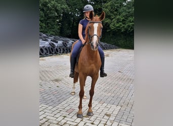 Niemiecki kuc wierzchowy, Wałach, 4 lat, 146 cm, Kasztanowata