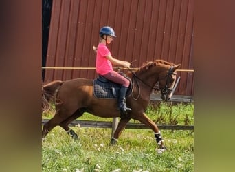 Niemiecki kuc wierzchowy, Wałach, 4 lat, 146 cm, Kasztanowata