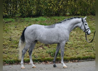 Niemiecki kuc wierzchowy, Wałach, 4 lat, 146 cm, Siwa