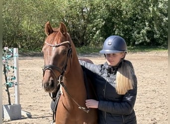 Niemiecki kuc wierzchowy, Wałach, 4 lat, 147 cm, Ciemnokasztanowata
