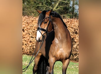 Niemiecki kuc wierzchowy, Wałach, 4 lat, 147 cm, Gniada