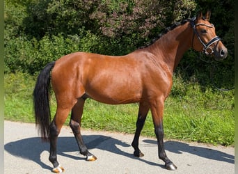 Niemiecki kuc wierzchowy, Wałach, 4 lat, 147 cm, Gniada