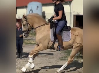 Niemiecki kuc wierzchowy, Wałach, 4 lat, 147 cm, Izabelowata