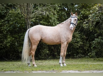 Niemiecki kuc wierzchowy, Wałach, 4 lat, 147 cm, Izabelowata