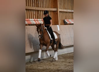 Niemiecki kuc wierzchowy, Wałach, 4 lat, 147 cm, Kasztanowata