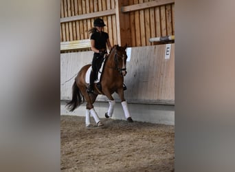 Niemiecki kuc wierzchowy, Wałach, 4 lat, 147 cm, Kasztanowata