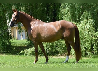 Niemiecki kuc wierzchowy, Wałach, 4 lat, 147 cm, Kasztanowata
