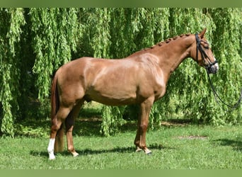 Niemiecki kuc wierzchowy, Wałach, 4 lat, 147 cm, Kasztanowata