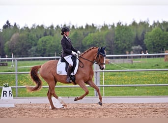 Niemiecki kuc wierzchowy, Wałach, 4 lat, 147 cm, Kasztanowata