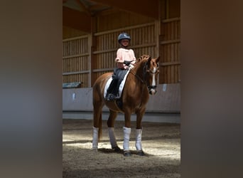 Niemiecki kuc wierzchowy, Wałach, 4 lat, 147 cm, Kasztanowata
