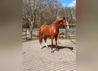 Niemiecki kuc wierzchowy, Wałach, 4 lat, 147 cm, Kasztanowata