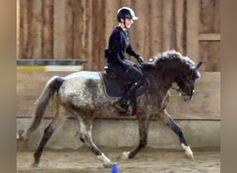 Niemiecki kuc wierzchowy, Wałach, 4 lat, 147 cm