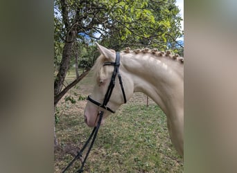 Niemiecki kuc wierzchowy, Wałach, 4 lat, 148 cm, Cremello