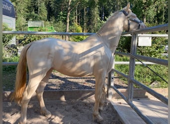 Niemiecki kuc wierzchowy, Wałach, 4 lat, 148 cm, Cremello