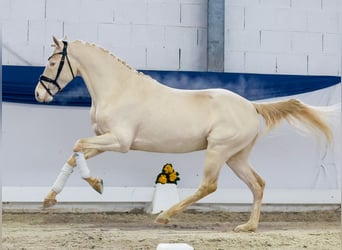 Niemiecki kuc wierzchowy, Wałach, 4 lat, 148 cm, Cremello