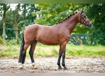 Niemiecki kuc wierzchowy, Wałach, 4 lat, 148 cm, Gniada