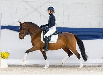 Niemiecki kuc wierzchowy, Wałach, 4 lat, 148 cm, Gniada