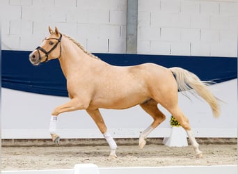 Niemiecki kuc wierzchowy, Wałach, 4 lat, 148 cm, Izabelowata