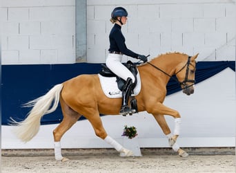 Niemiecki kuc wierzchowy, Wałach, 4 lat, 148 cm, Izabelowata