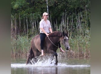 Niemiecki kuc wierzchowy, Wałach, 4 lat, 148 cm, Jelenia