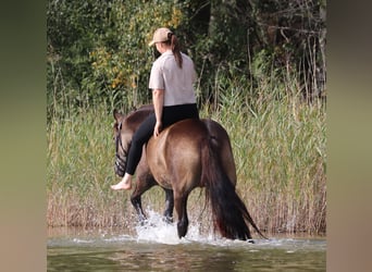 Niemiecki kuc wierzchowy, Wałach, 4 lat, 148 cm, Jelenia