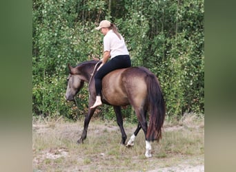 Niemiecki kuc wierzchowy, Wałach, 4 lat, 148 cm, Jelenia