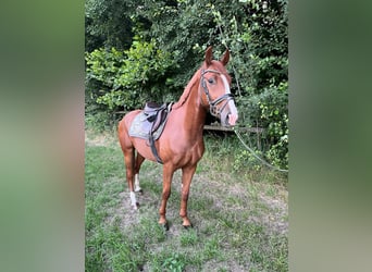 Niemiecki kuc wierzchowy, Wałach, 4 lat, 148 cm, Kasztanowata