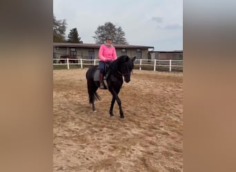 Niemiecki kuc wierzchowy, Wałach, 4 lat, 149 cm, Kara