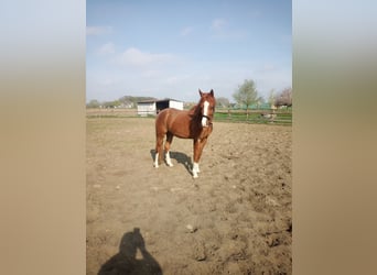 Niemiecki kuc wierzchowy, Wałach, 4 lat, 149 cm, Kasztanowata