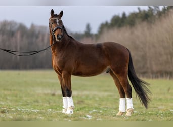 Niemiecki kuc wierzchowy, Wałach, 4 lat, 149 cm