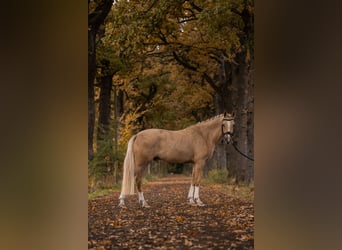 Niemiecki kuc wierzchowy, Wałach, 4 lat, 150 cm, Izabelowata