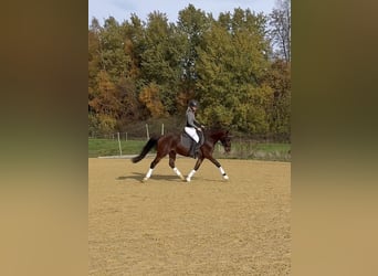 Niemiecki kuc wierzchowy, Wałach, 4 lat, 151 cm, Gniada