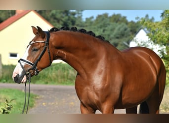 Niemiecki kuc wierzchowy, Wałach, 4 lat, 152 cm, Gniada