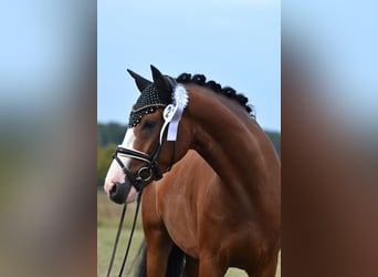 Niemiecki kuc wierzchowy, Wałach, 4 lat, 152 cm, Gniada