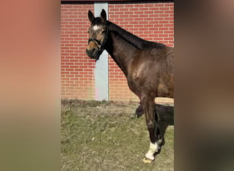 Niemiecki kuc wierzchowy, Wałach, 5 lat, 140 cm, Bułana