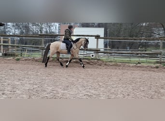 Niemiecki kuc wierzchowy, Wałach, 5 lat, 144 cm, Bułana