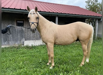 Niemiecki kuc wierzchowy Mix, Wałach, 5 lat, 144 cm, Perłowa