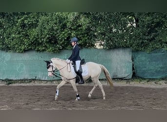 Niemiecki kuc wierzchowy, Wałach, 5 lat, 145 cm, Cremello