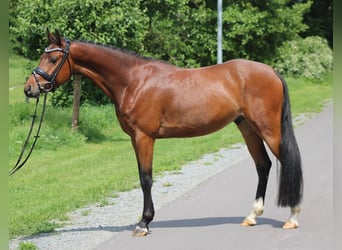 Niemiecki kuc wierzchowy, Wałach, 5 lat, 145 cm, Gniada
