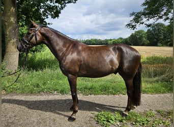 Niemiecki kuc wierzchowy, Wałach, 5 lat, 146 cm, Ciemnokasztanowata