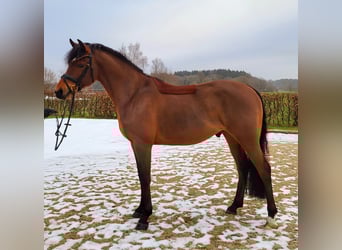 Niemiecki kuc wierzchowy, Wałach, 5 lat, 146 cm, Gniada