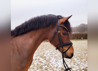 Niemiecki kuc wierzchowy, Wałach, 5 lat, 147 cm, Gniada