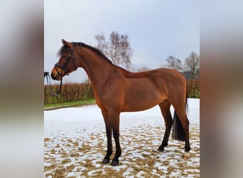 Niemiecki kuc wierzchowy, Wałach, 5 lat, 147 cm, Gniada