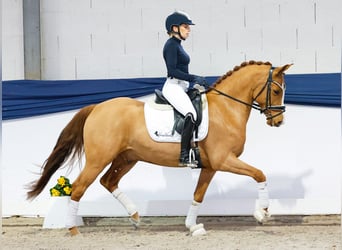 Niemiecki kuc wierzchowy, Wałach, 5 lat, 147 cm, Kasztanowata